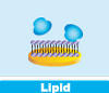 application_lipid.jpg